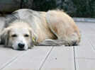 7 signs every dog owner should know that their pet is dying