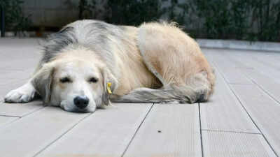 ஒவ்வொரு நாய் உரிமையாளரும் தங்கள் செல்லப்பிராணி இறந்து கொண்டிருப்பதை அறிந்து கொள்ள வேண்டிய 7 அறிகுறிகள்