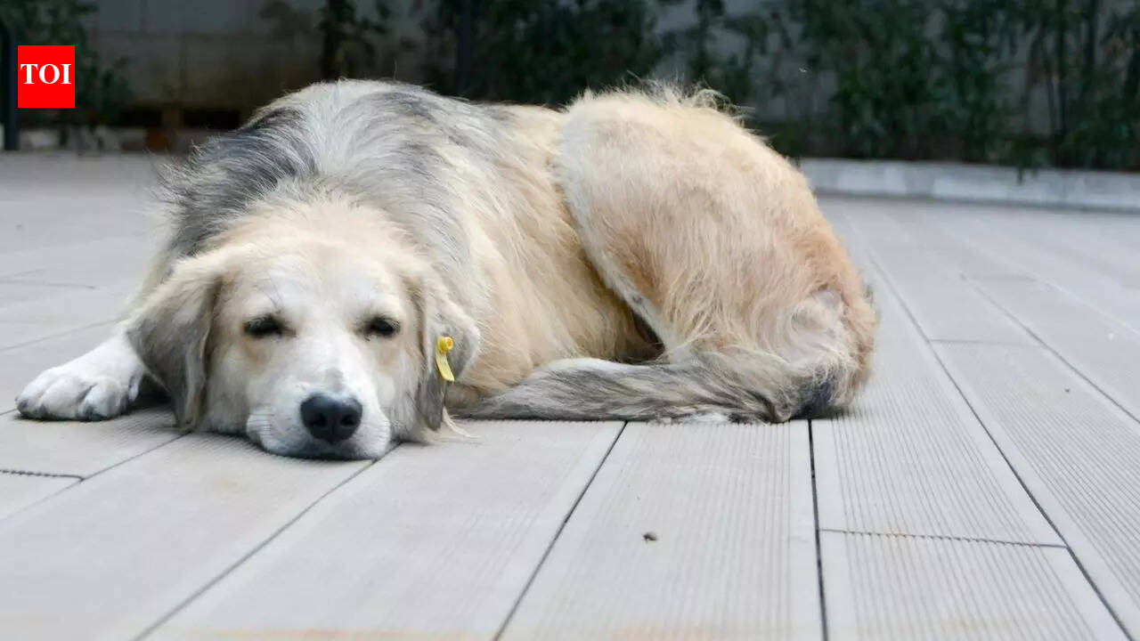 7 संकेत जो हर कुत्ते के मालिक को पता होने चाहिए कि उनका पालतू जानवर मर रहा है |