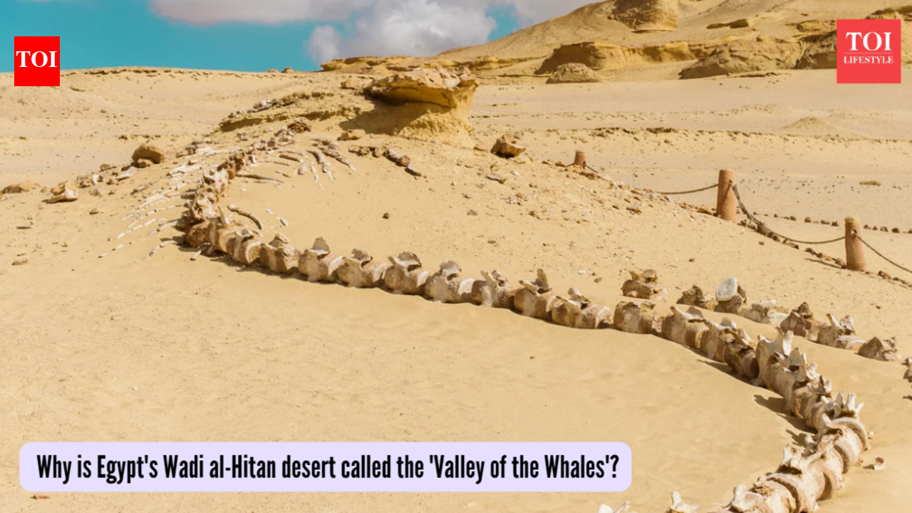 Whales in the Egyptian desert? Why is Egypt's Wadi al-Hitan desert called the 'Valley of the Whales'?