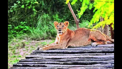 Lioness Neerja gives birth to 4 cubs at Etawah safari park