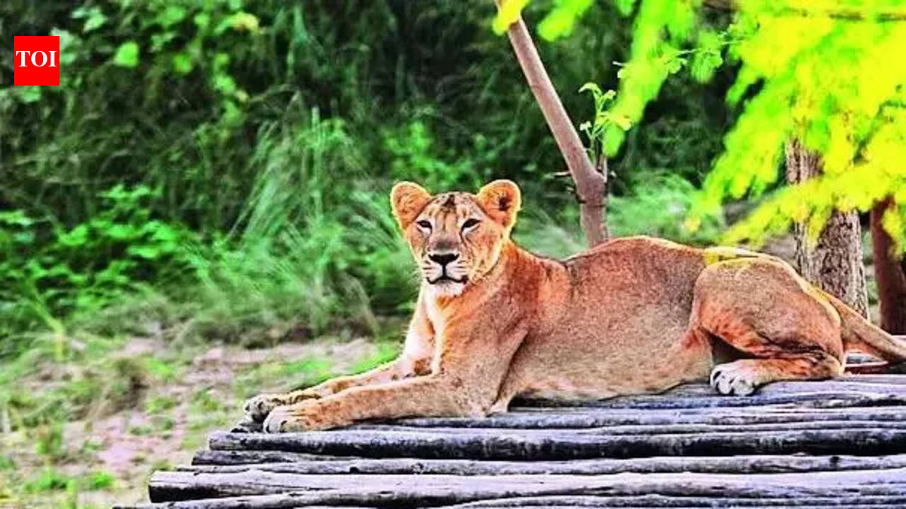 Lioness Neerja gives birth to 4 cubs at Etawah safari park