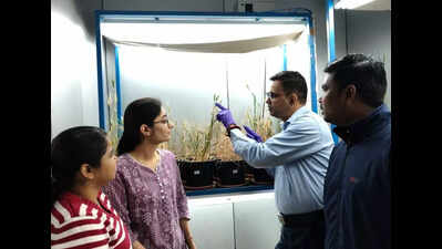 Scientists find way to enhance disease resistance in wheat