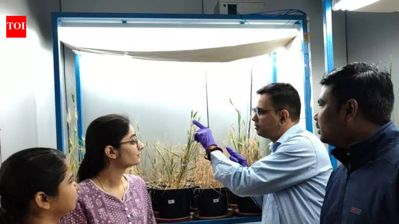Scientists find way to enhance disease resistance in wheat