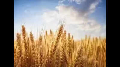 Scientists find way to enhance disease resistance in wheat
