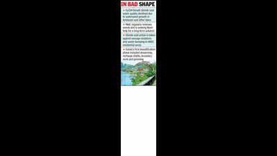 NGT seeks Futala revival plan as Nagpur lakes gasp for life