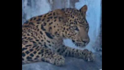 Youth injured in leopard attack outside house in Katarniaghat