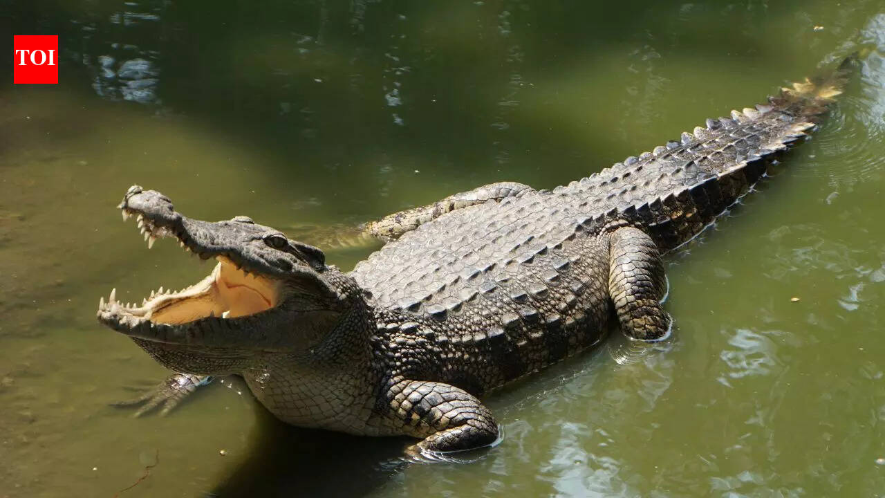 How did crocodiles reach the remote Seychelles? Scientists finally solve a 250-year mystery