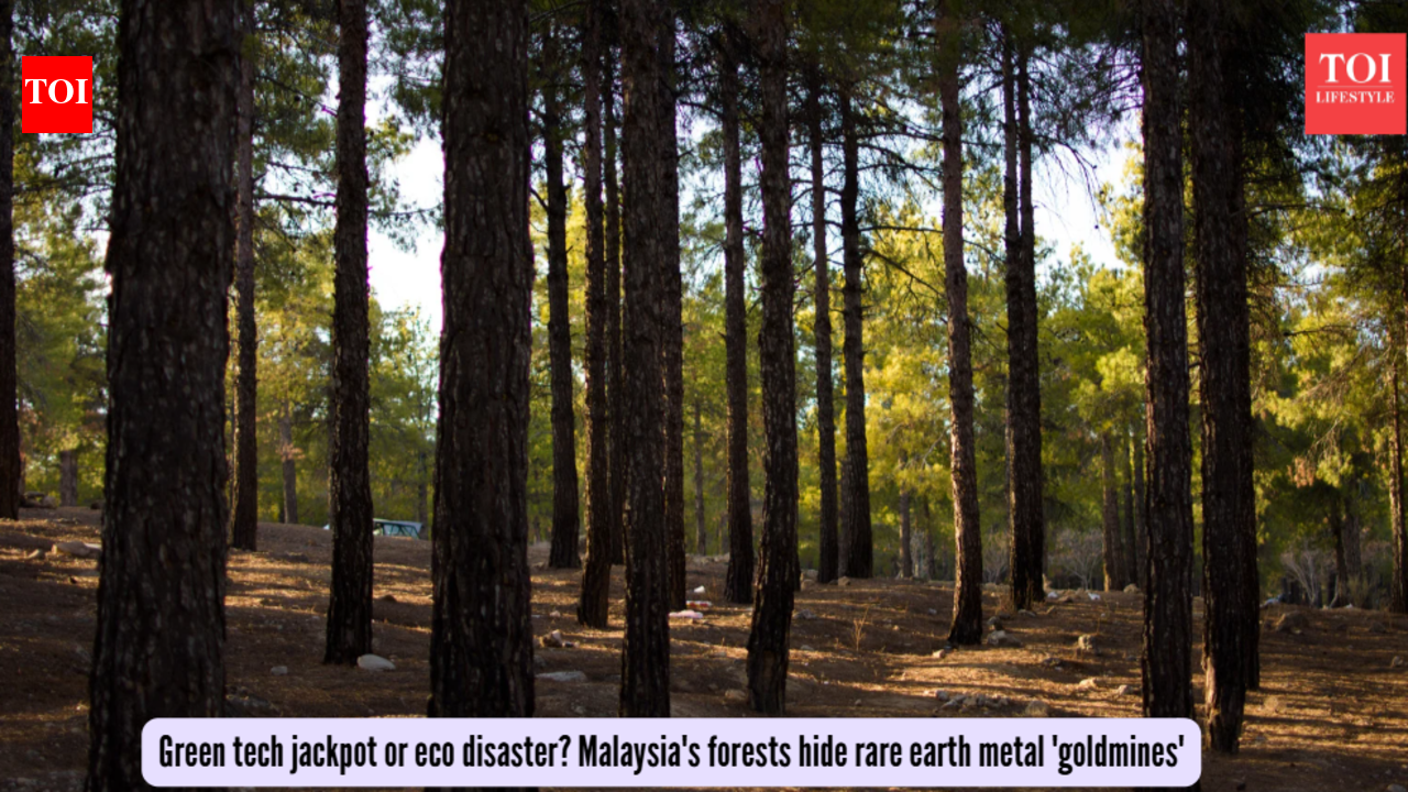 Green tech jackpot or eco disaster? Malaysia's forests hide rare earth metal 'goldmines'