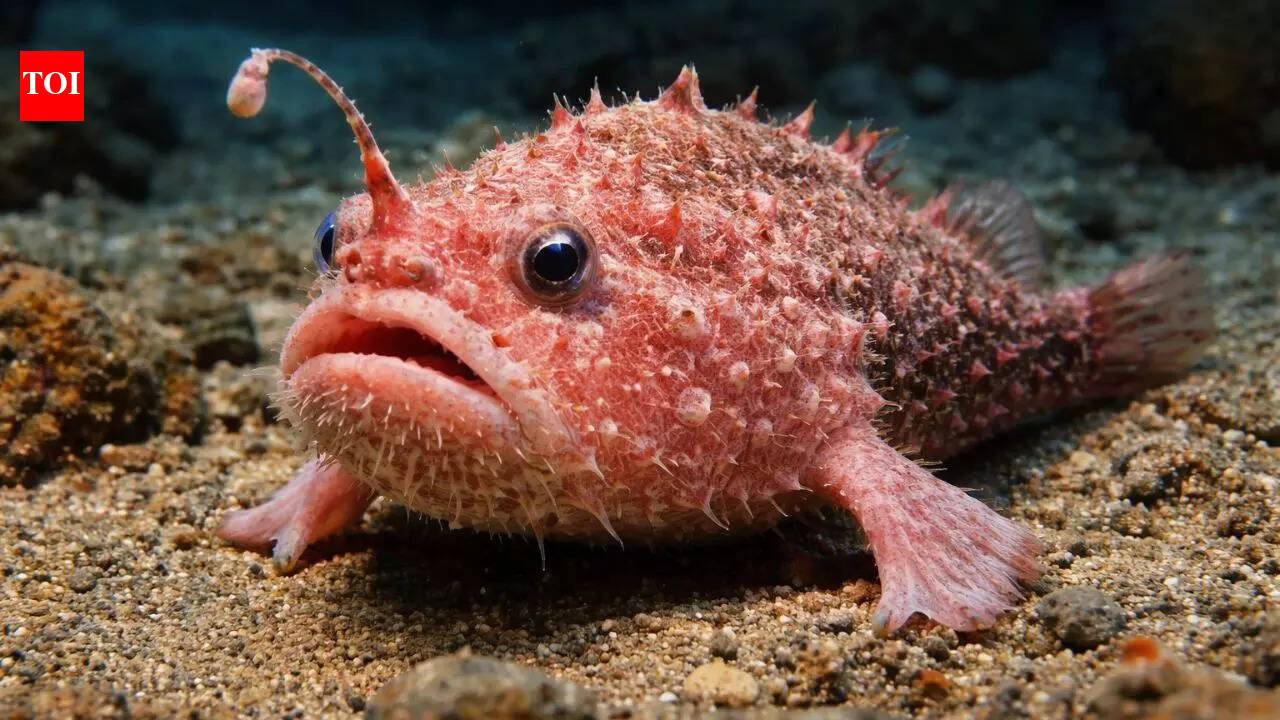 Meet the coffinfish: The deep-sea “sea toad” that walks on the ocean floor instead of swimming