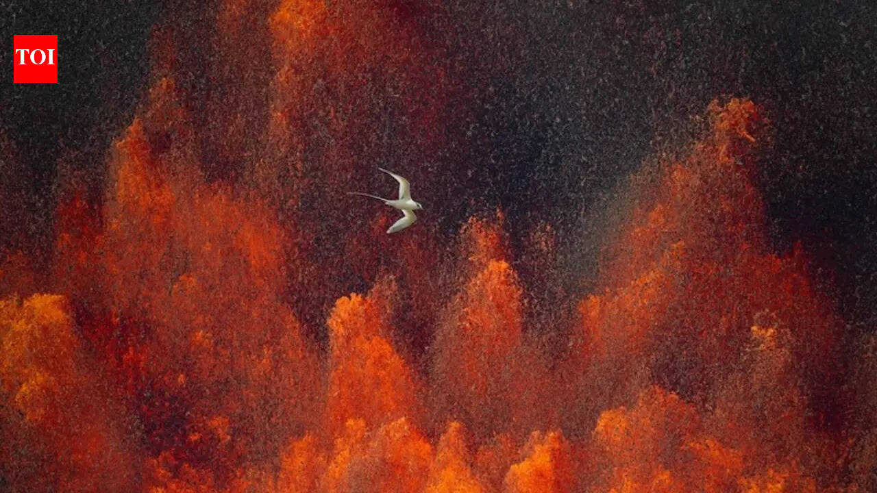 Watch: What happened when a bird flew straight into a volcanic eruption
