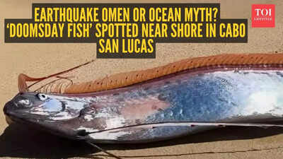 Video: Earthquake omen or ocean myth? ‘Doomsday fish’ spotted near shore in Cabo San Lucas