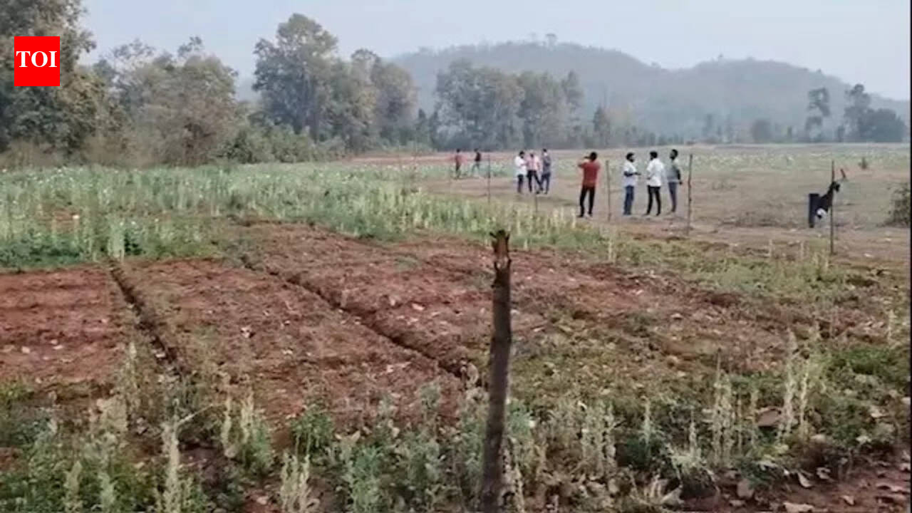 In Chhattisgarh, illegal opium crop found in Balrampur district after Durg; Cong to protest statewide