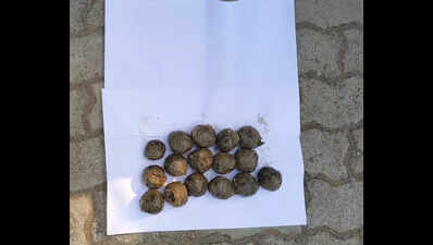 Injured elephant dies after eating bait bomb