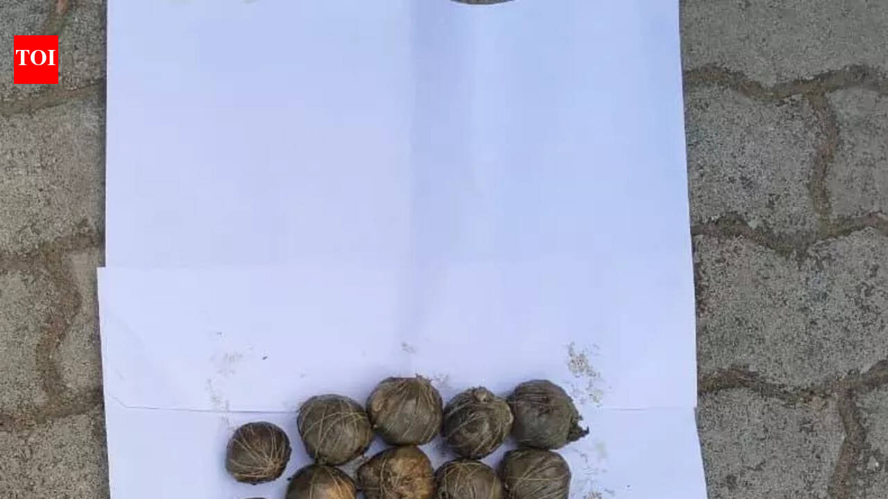 Injured elephant dies after eating bait bomb