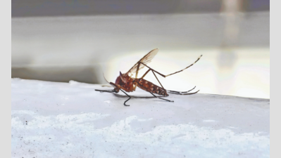  Natural Biolarvicide Shows Promise in Water Tanks