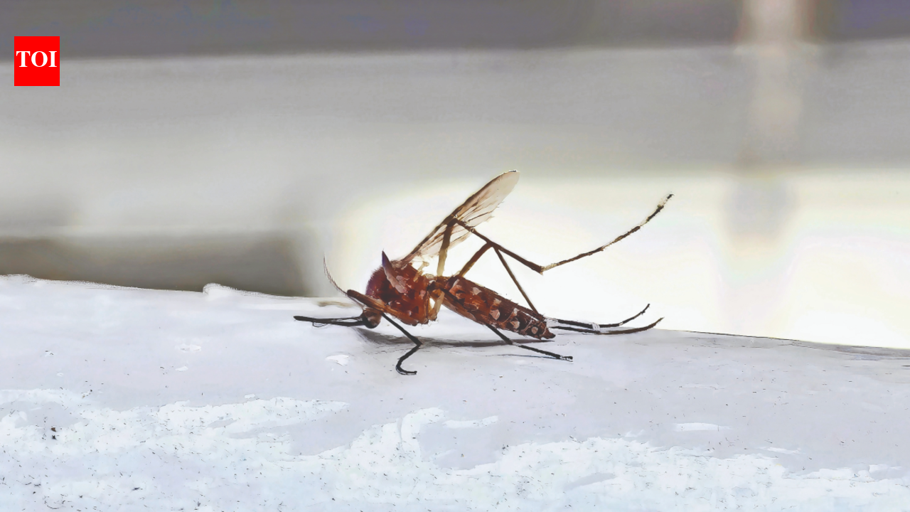 Chennai Mosquito Control: Natural Biolarvicide Shows Promise in Water Tanks