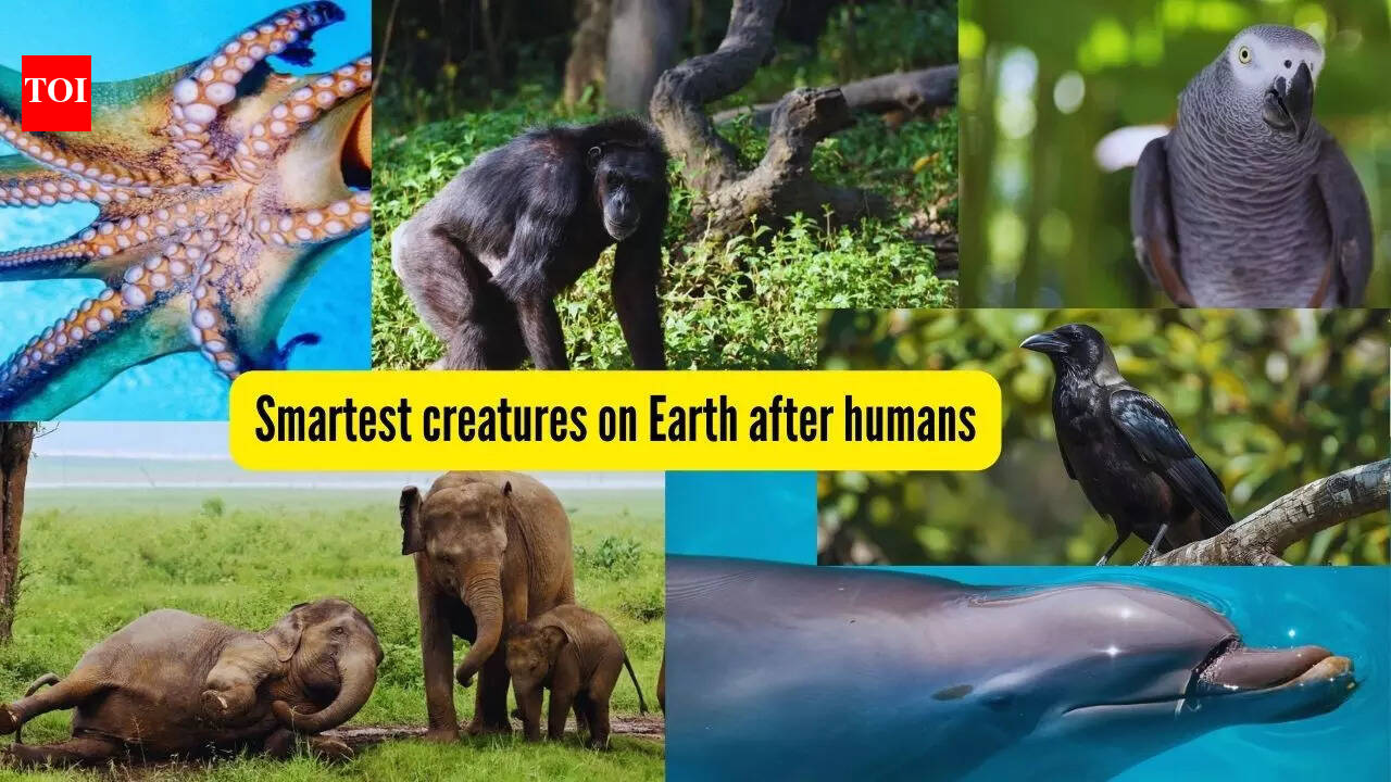 Intelligent Species: 6 intelligent animals and birds on Earth after humans and where to spot them