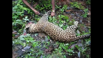 18-year-old kills leopard with barehand after big cat attack in Himachal Pradesh