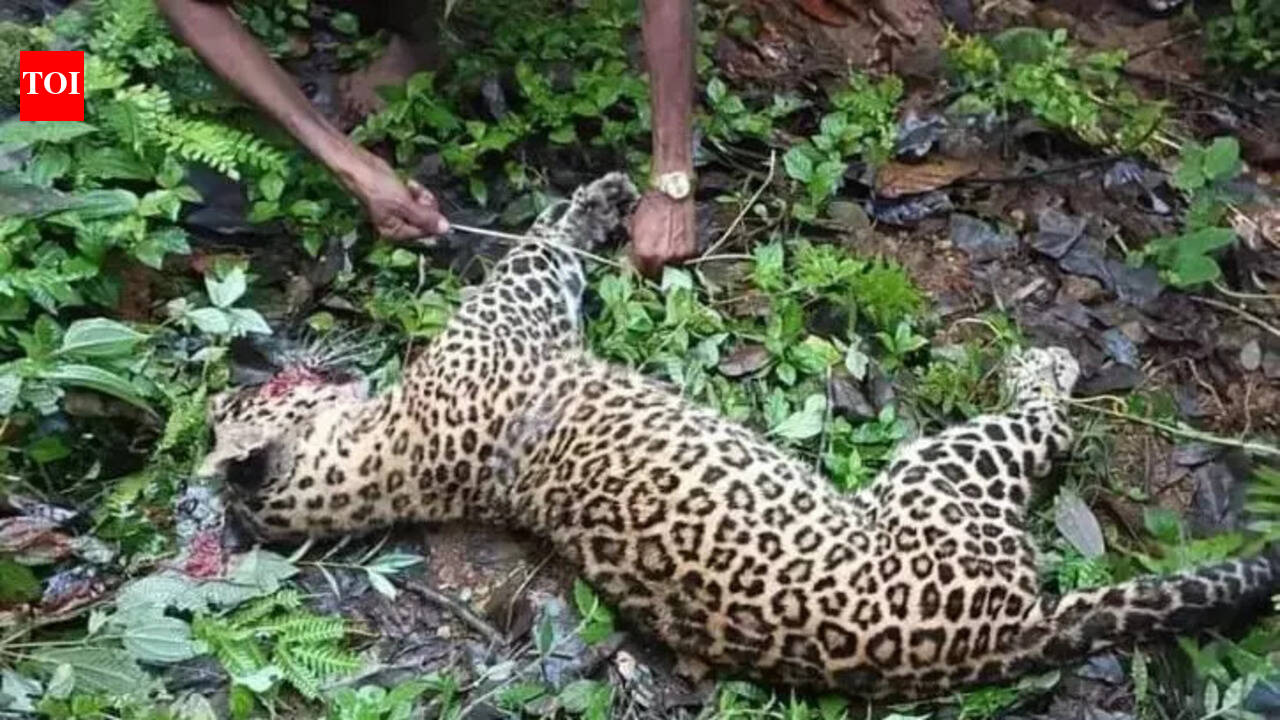 18-year-old kills leopard with barehand after big cat attack in Himachal Pradesh