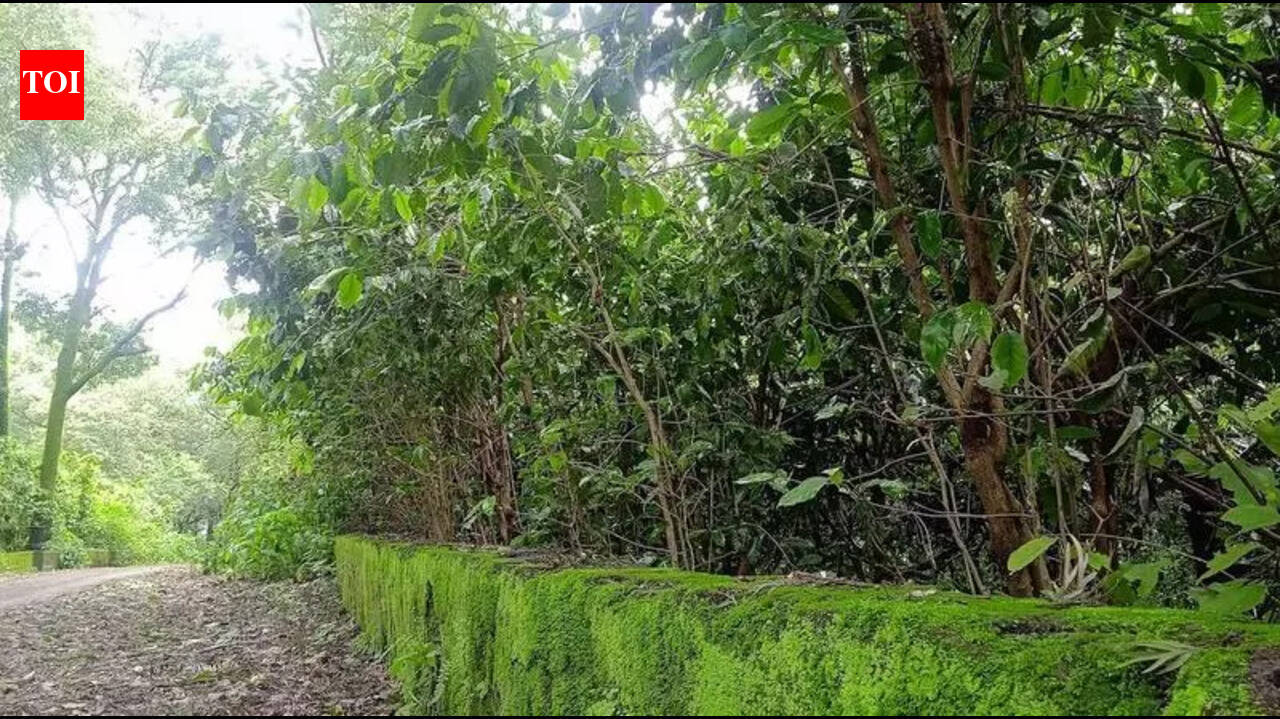चिखलदरा की कॉफी को राष्ट्रीय पहचान मिलने की तैयारी