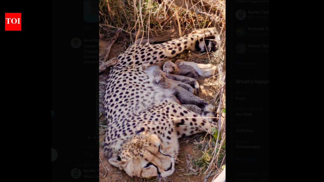 Kuno National Park: Project Cheetah gets a boost as Jwala delivers five cubs; total reaches 53