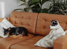 How dogs may be shaping the air inside your home