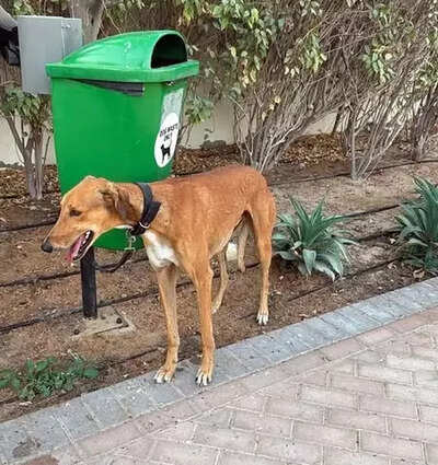  Are we animal lovers or are pets just our status symbols?