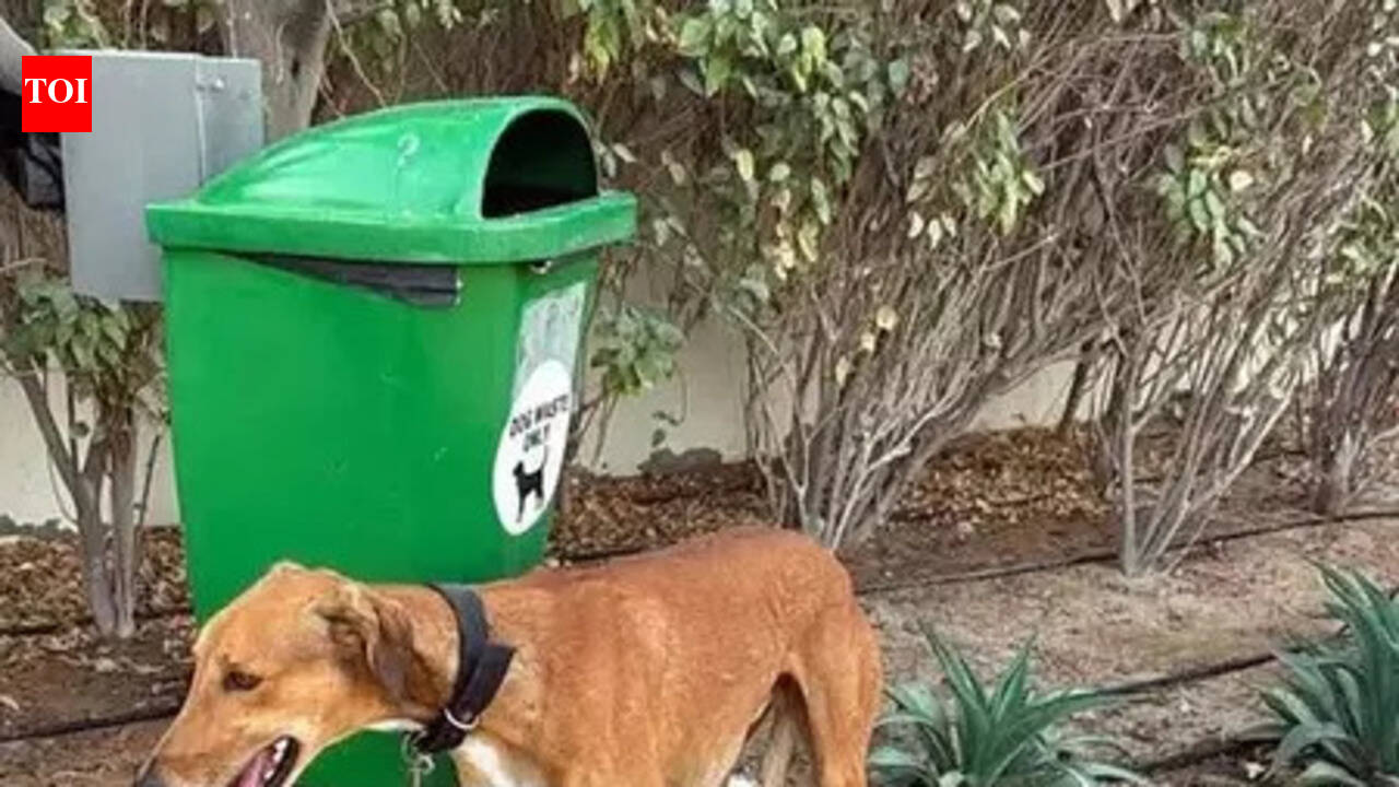 Dubai’s pet abandonment begs a crucial question for Indians: Are we animal lovers or are pets just our status symbols?