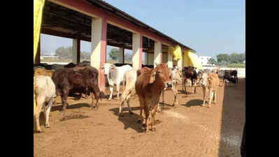 35 gaushalas safe shelter for 5,000 cows in Kashi region