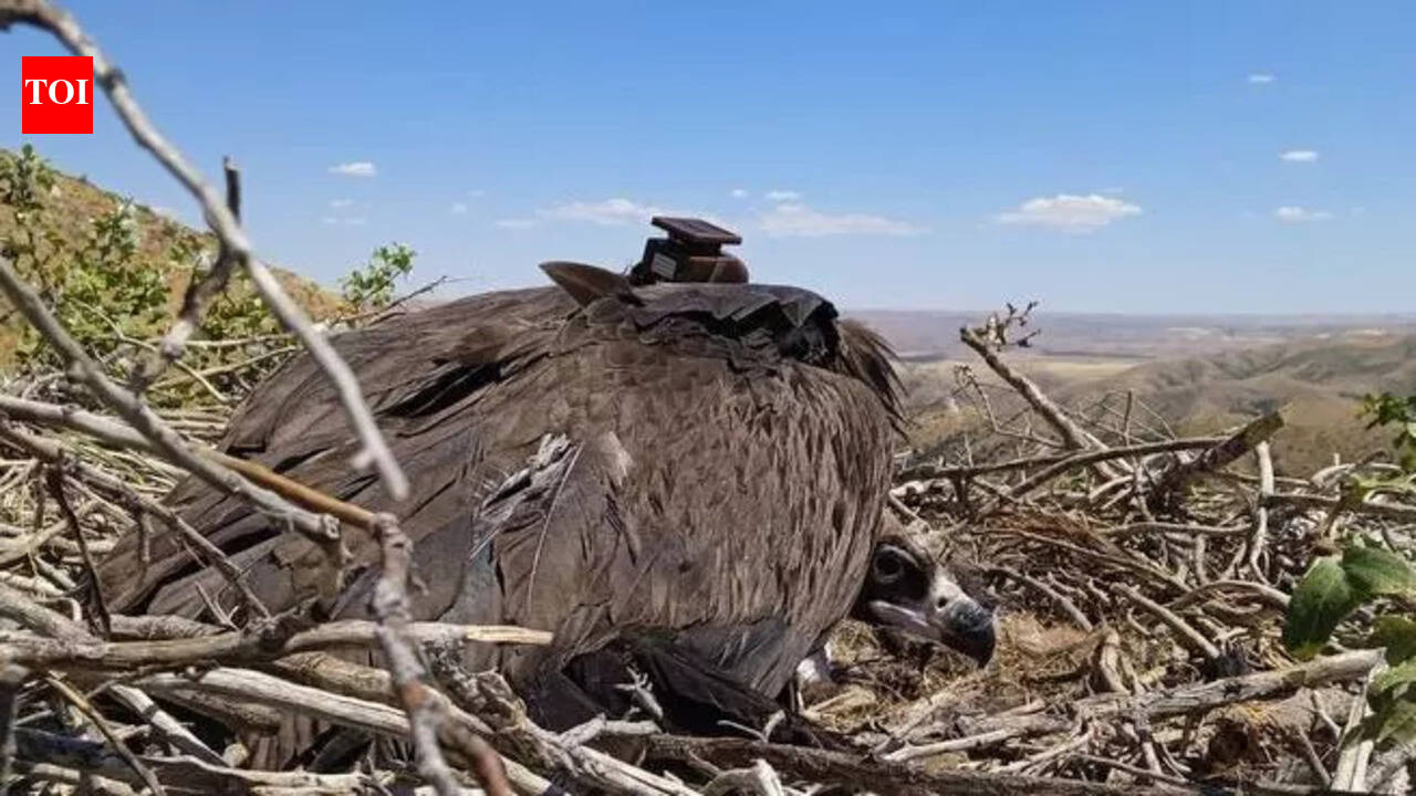 Tagged Kazakhstan Cinereous Vulture found dead in Jodhpur