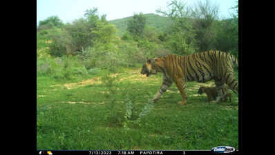 On NTCA nudge, forest dept tweaks Ramgarh Vishdhari conservation plan