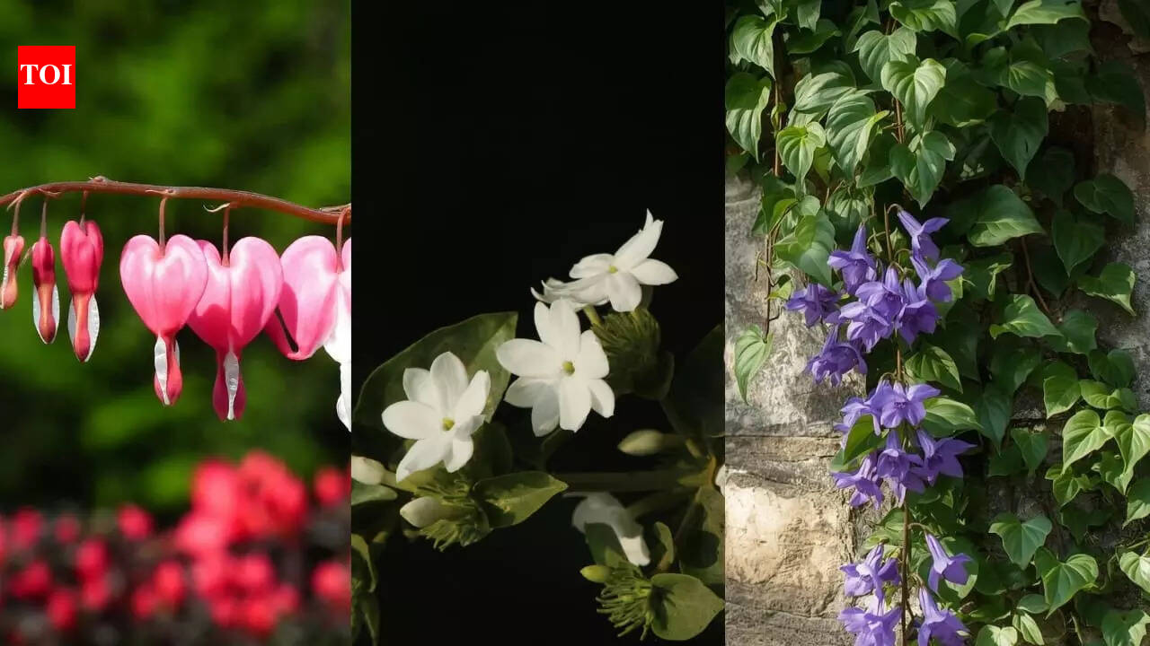 6 स्व-विकसित पर्वतारोही जो कम रखरखाव वाले और भारतीय मौसम प्रतिरोधी हैं