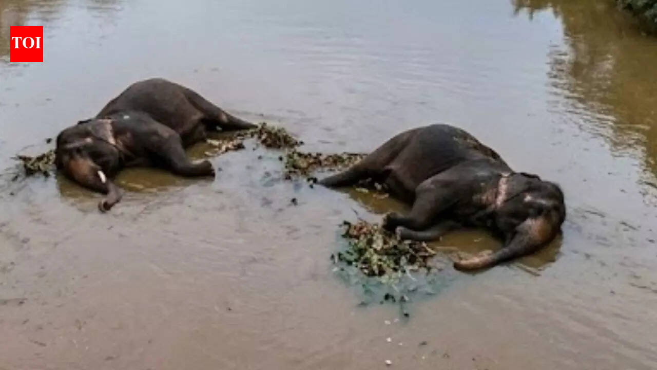 2 elephants found dead in river in Chhattisgarh's Raigarh