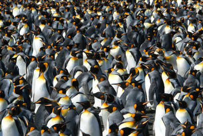 King penguins breeding earlier as warming climate raises success rate, study finds