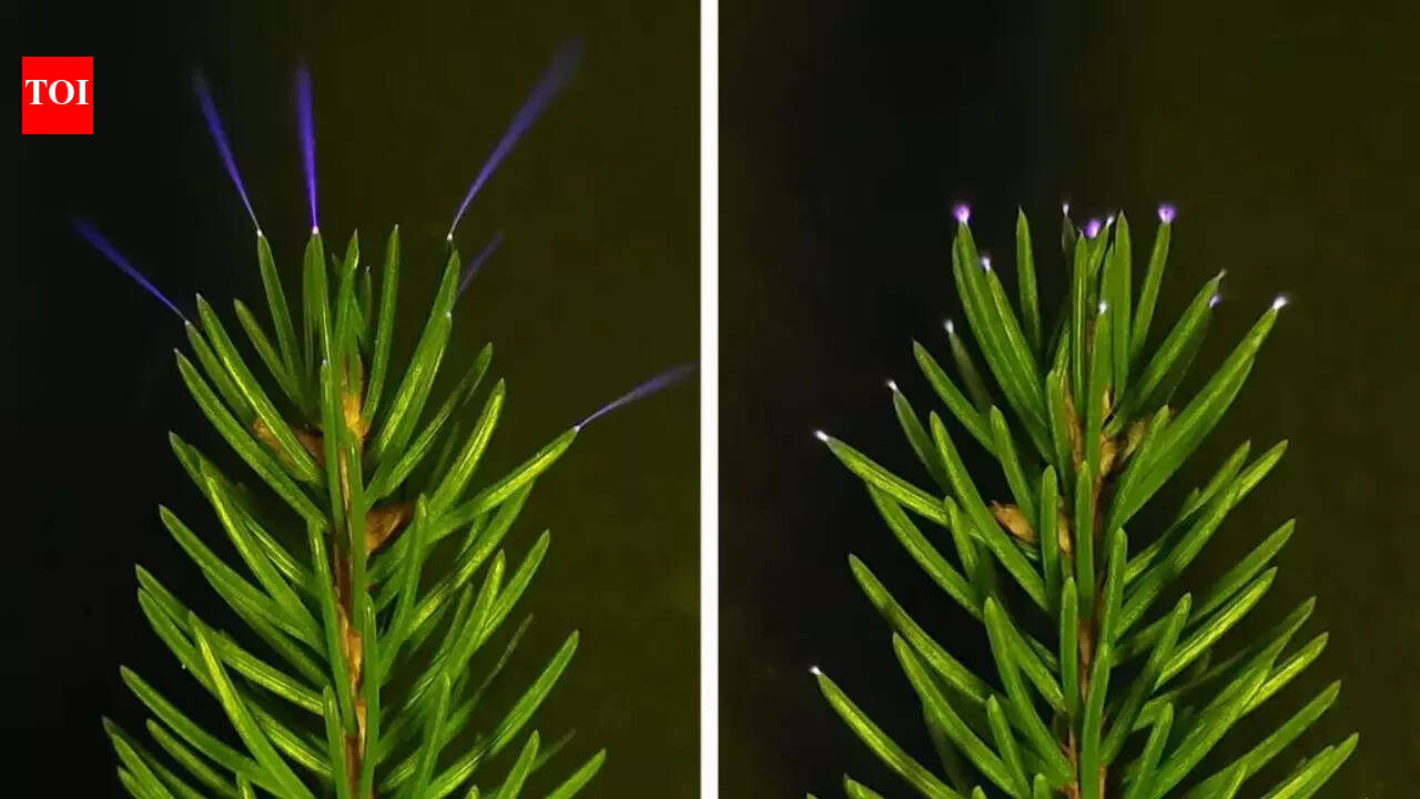 Scientists capture trees glowing with electricity during thunderstorms