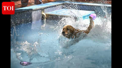Pune’s pets dive into summer pool sessions