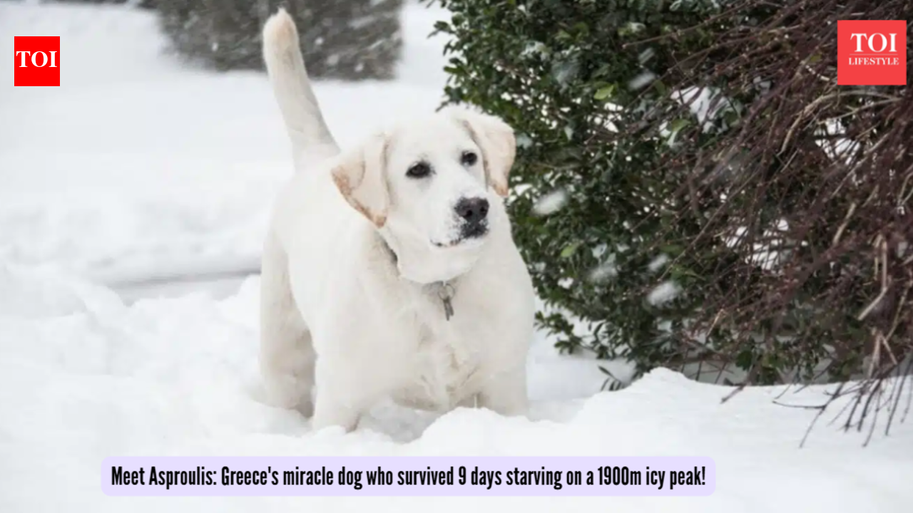 Meet Asproulis: Greece's miracle dog who survived 9 days starving on a 1900m icy peak!