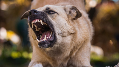 India battles rabies: Stray dogs, missed vaccinations, and healthcare delays lead to multiple deaths