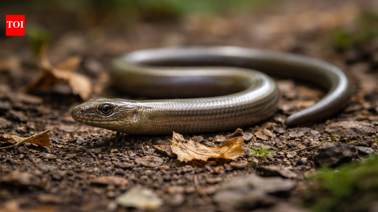 Snakes vs slow worms: Behaviour, habitat, physical traits and key differences explained