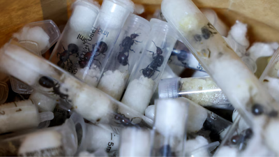  Chinese man arrested for smuggling live ants in test tubes at Nairobi airport