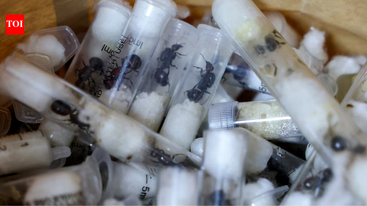 ‘2,000 queen ants in a suitcase’: Chinese man arrested for smuggling live ants in test tubes at Nairobi airport