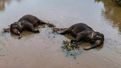  Two elephants died of electrocution in Raigarh river, two held
