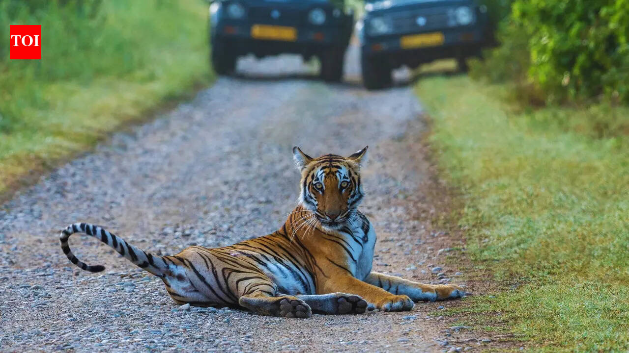 Why is it so difficult to book a Dhikala safari in Jim Corbett National Park?