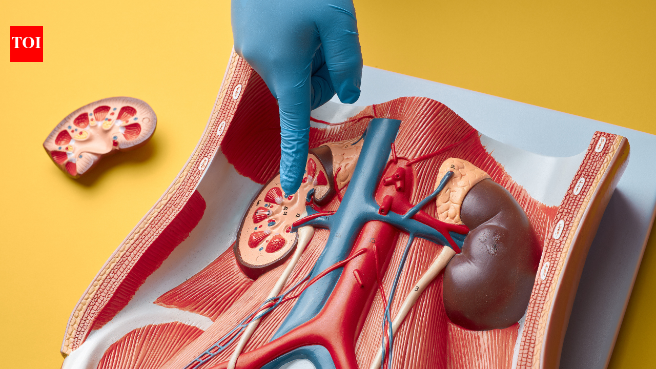 Rising uric acid in young Indians: Doctors link diet and sedentary lifestyle to surge, share ways to prevent kidney stones and gout