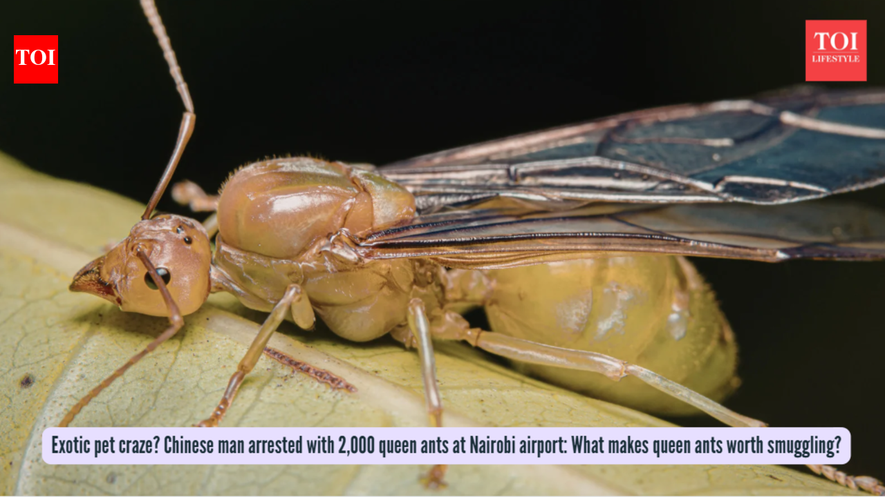 Exotic pet craze? Chinese man arrested with 2,000 queen ants at Nairobi airport: What makes queen ants worth smuggling?