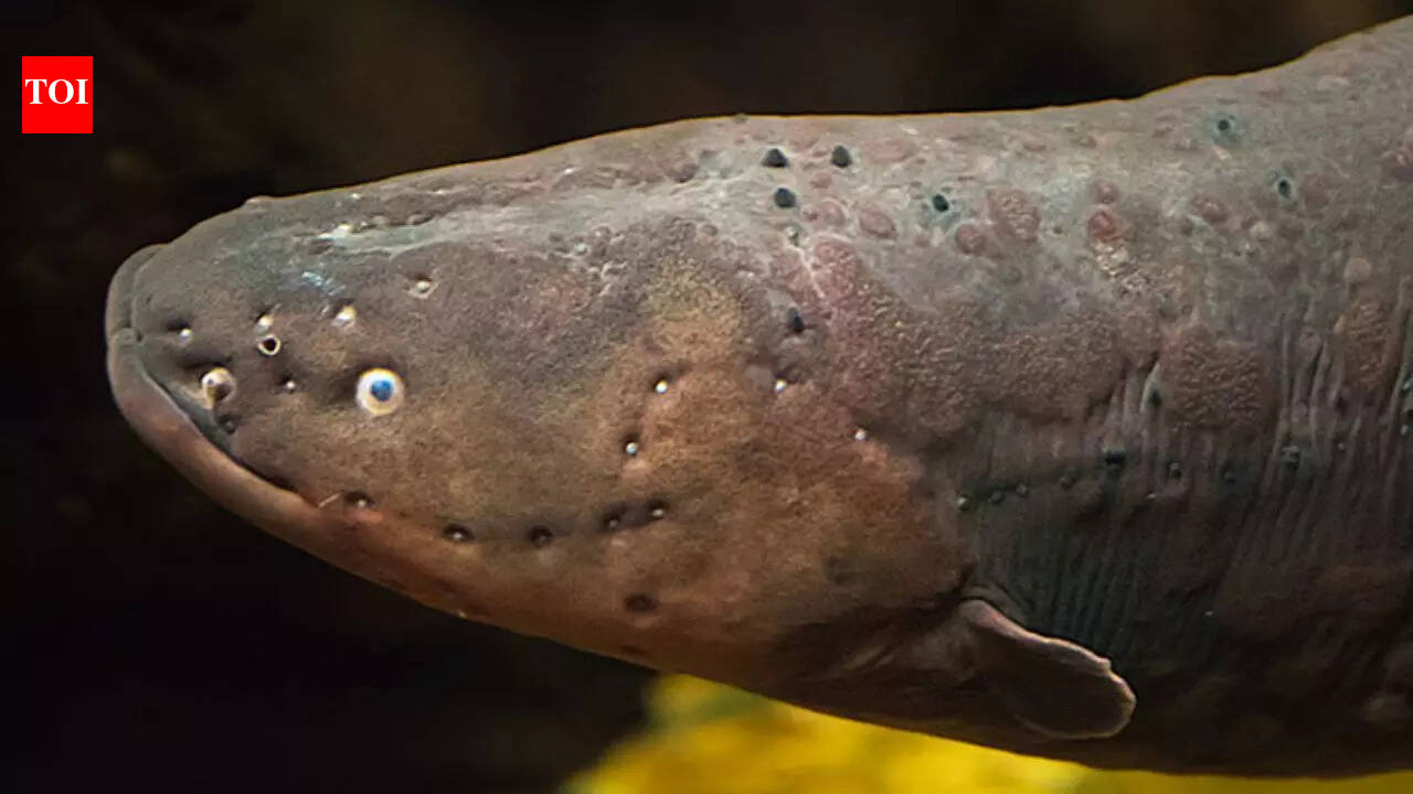 This fish can generate powerful electric shocks, hunt prey, and navigate murky waters