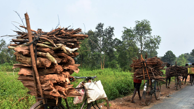 Karnataka forest department steps up vigilance as LPG crunch pushes demand for firewood