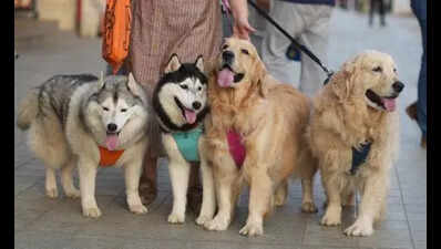 Mumbai: Pet incinerator at BMC animal hospital ready for operation