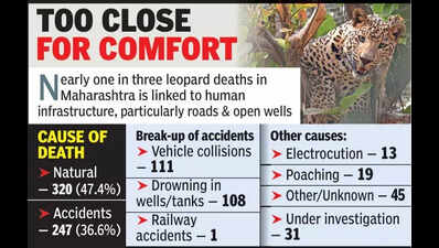 675 leopard deaths in 5 years in Maharashtra